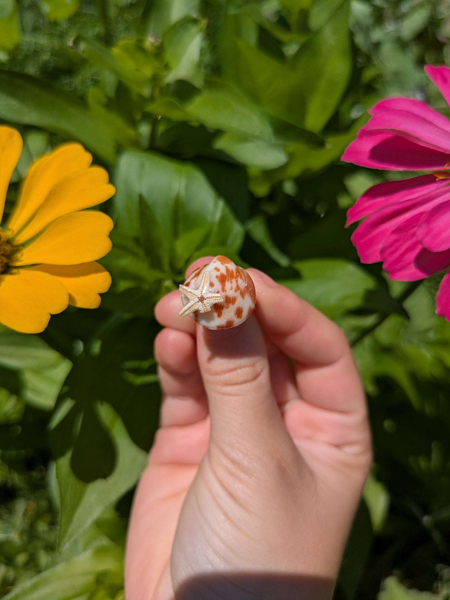 Natica Shell With Star Fish Adjustable Silver Ring