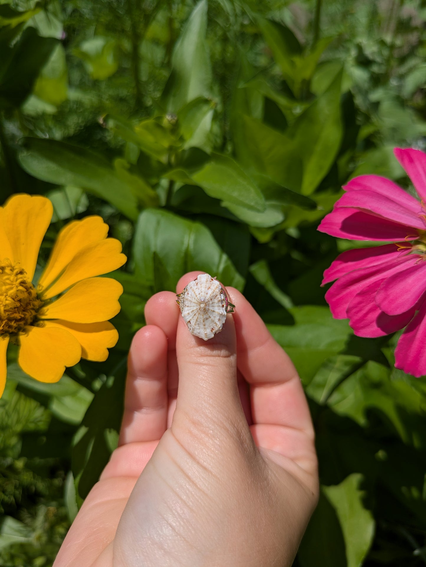 White Patella Shell Adjustable Silver Ring