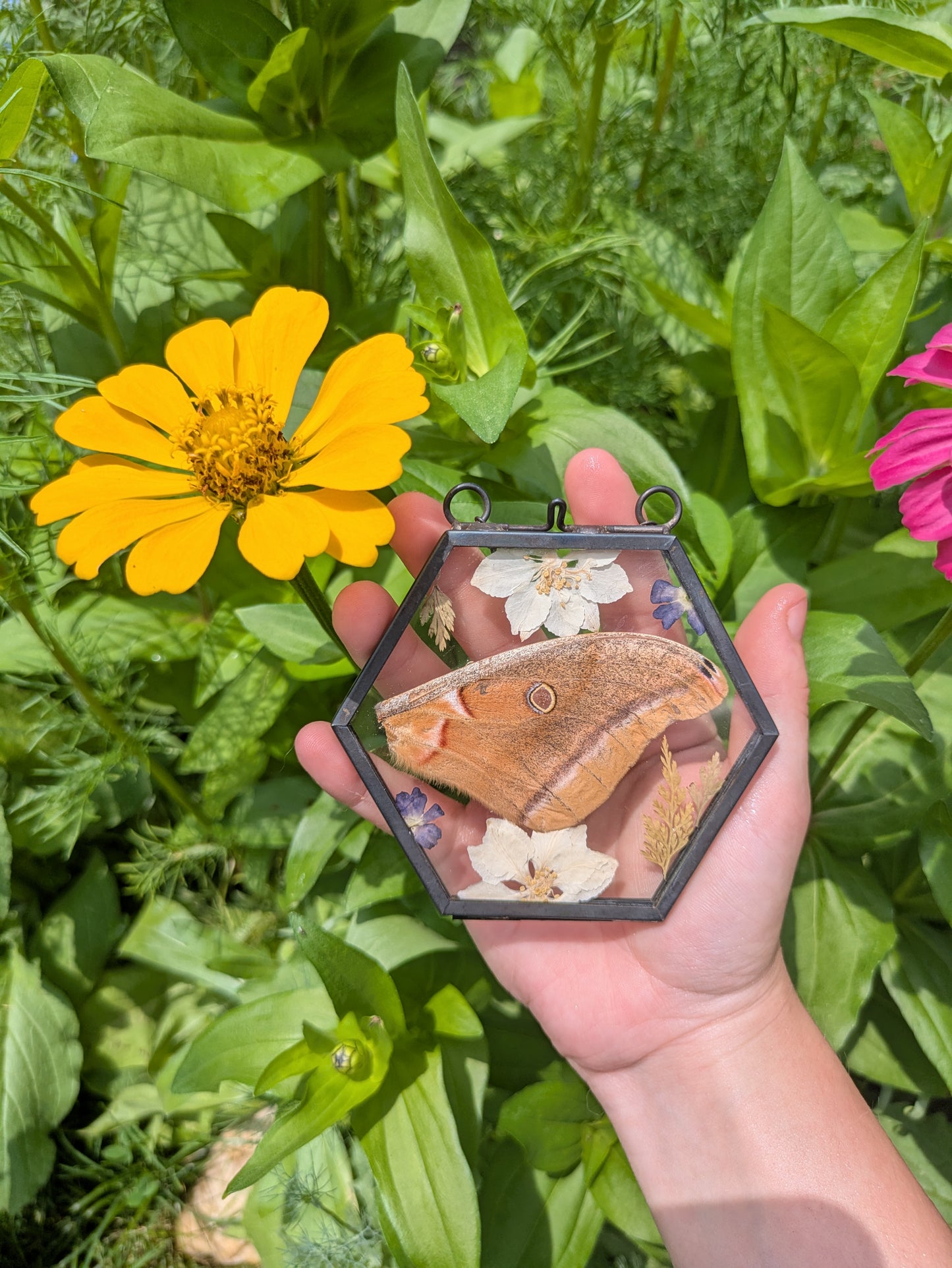 Moth Wing Wall Decor