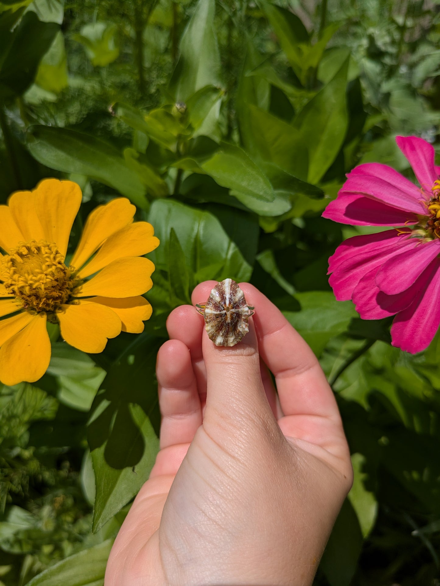 Patella Shell Adjustable Silver Ring