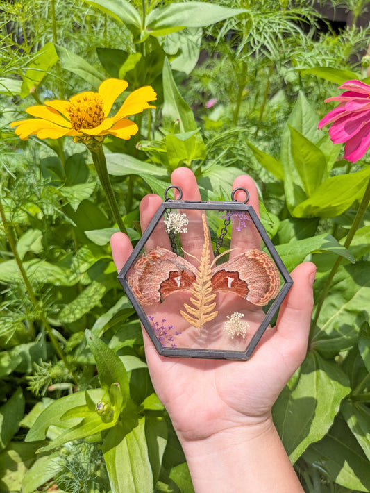 Moth Wing Wall Decor