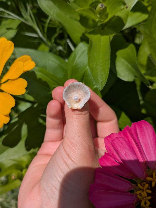 Clam & Pearl Ring