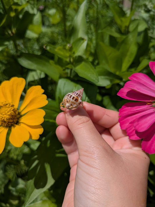Conch Shell Adjustable Silver Ring