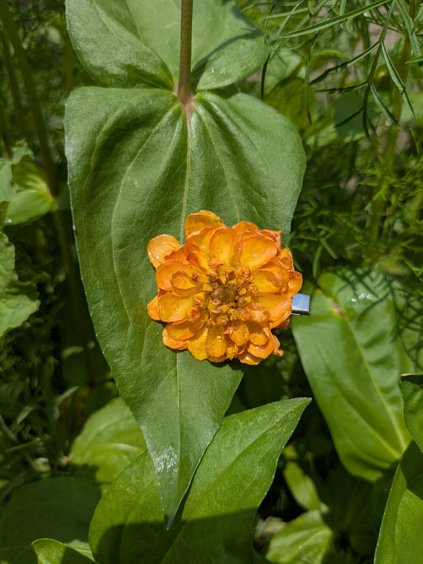 Yellow Dahlia Hair Clip