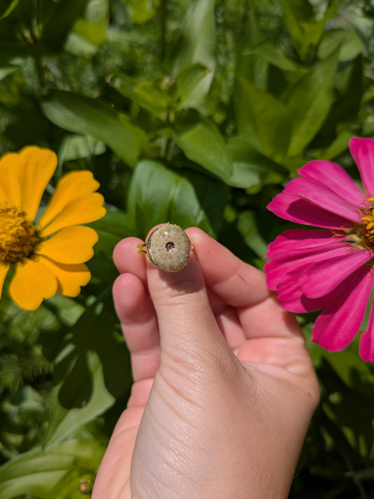 Sea Urchin Shell Adjustable Silver Ring