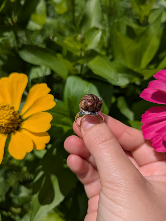 Brown Barnacle Shell Adjustable Silver Ring
