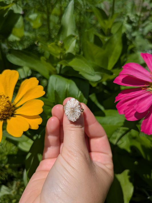 White Patella Shell Adjustable Silver Ring