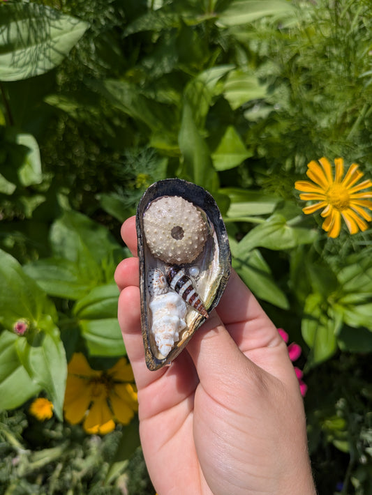 Siren Oyster Pearl Hair Clip