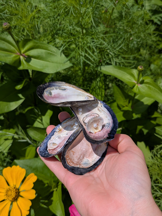 Oyster & Pearl Ring Holder